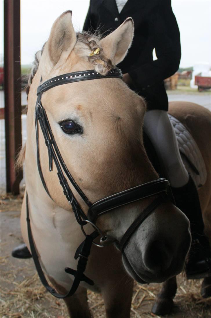 Fjordhest *Tjalfe* billede 8