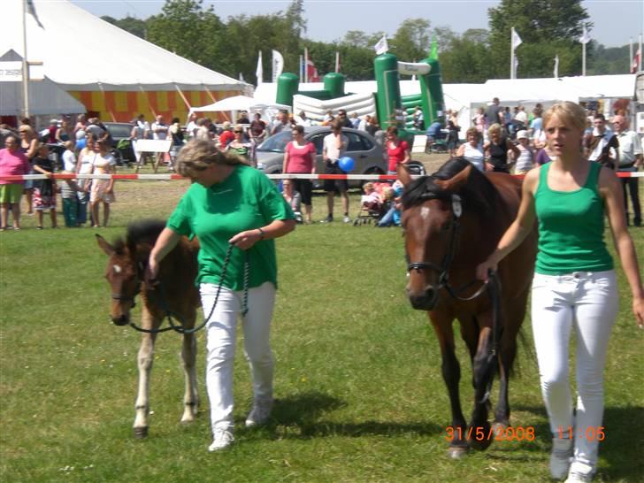 DSP Hesselholts Emily - SOLGT - Så rolig var Emely som føl til dyreskuet billede 5