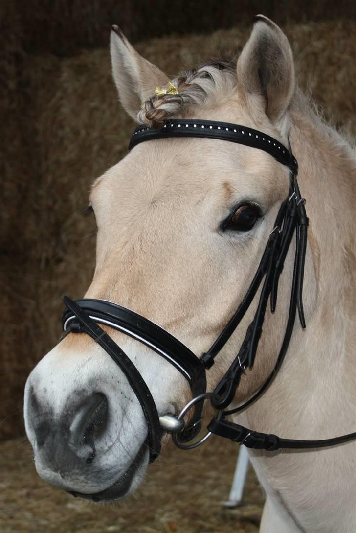 Fjordhest *Tjalfe* billede 9