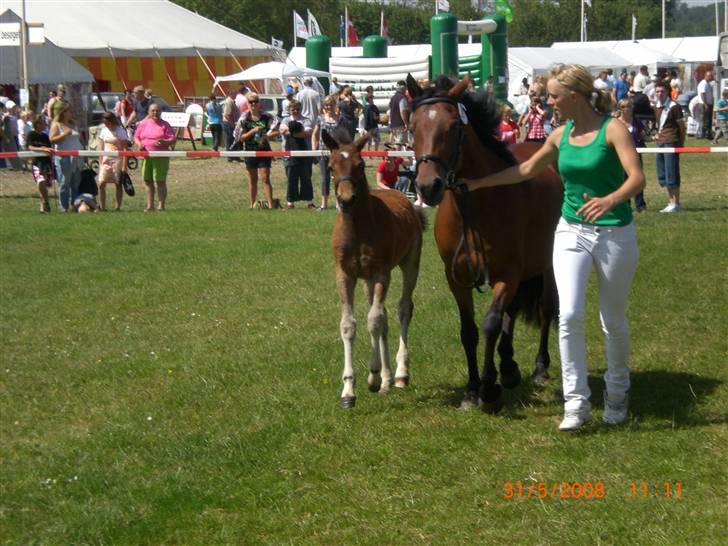 DSP Hesselholts Emily - SOLGT billede 4