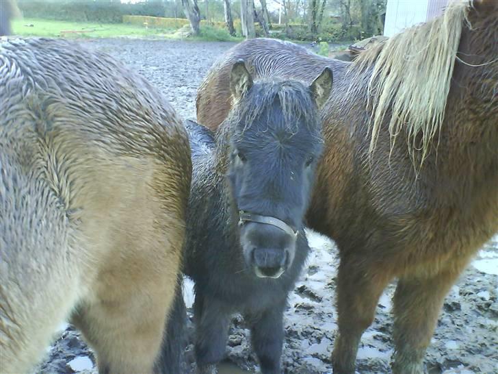 Islænder Ari fra Maag - er han ikke bare vildt sød.. billede 13