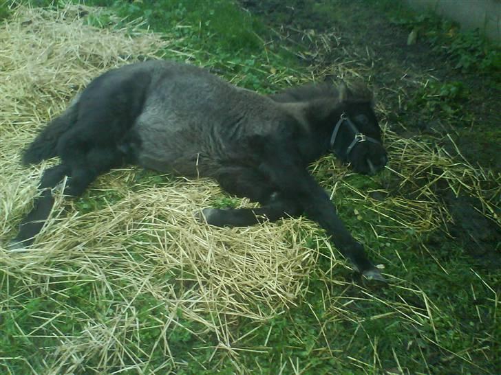 Islænder Ari fra Maag - han ligger vist rigtigt godt for hver gang han ligger ned er det der.. billede 14