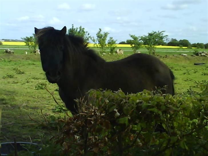 Islænder Rán köldukinn billede 15