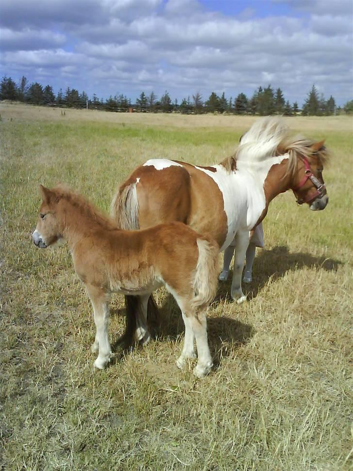 Shetlænder Sussi *SOLGT* billede 1
