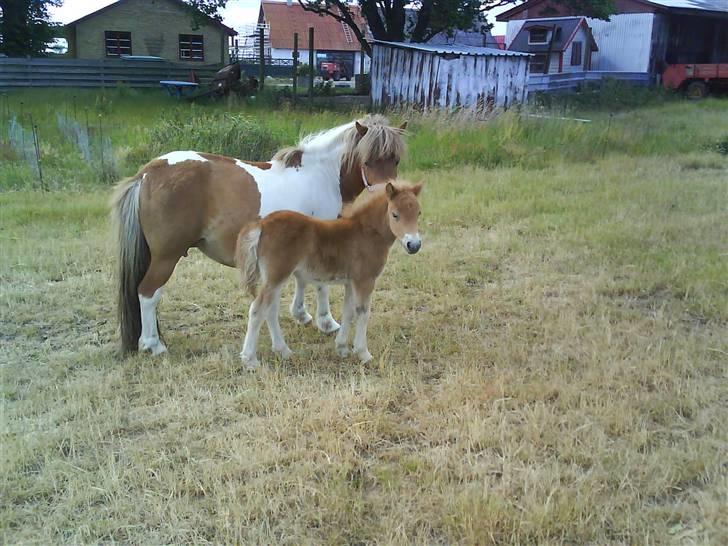 Shetlænder Sussi *SOLGT* billede 2