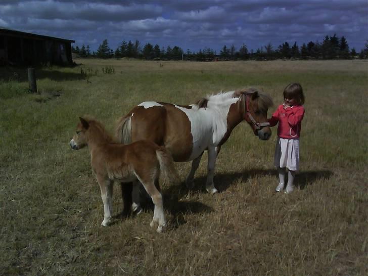 Shetlænder Sussi *SOLGT* billede 3
