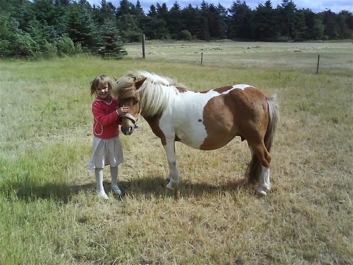 Shetlænder Sussi *SOLGT* billede 4