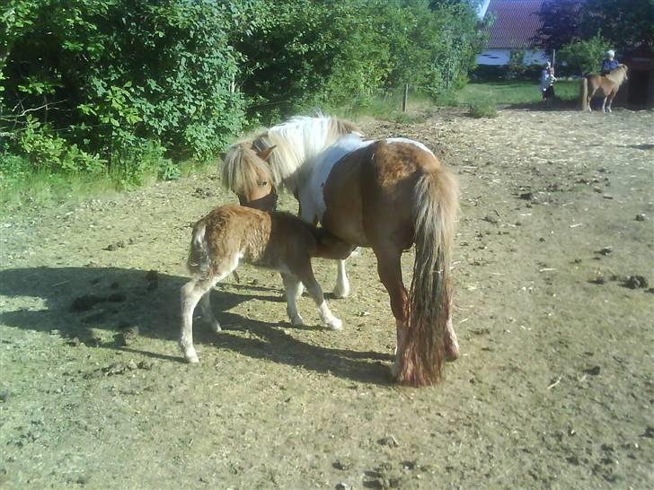 Shetlænder Sussi *SOLGT* billede 6