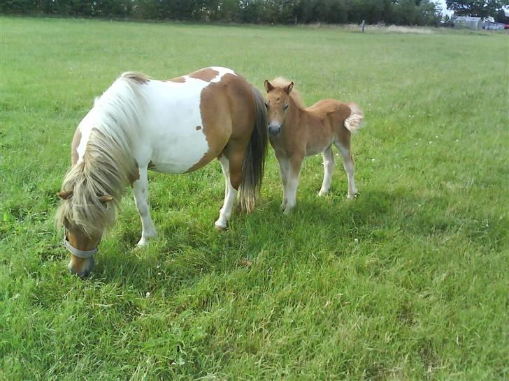 Shetlænder Sussi *SOLGT* billede 7