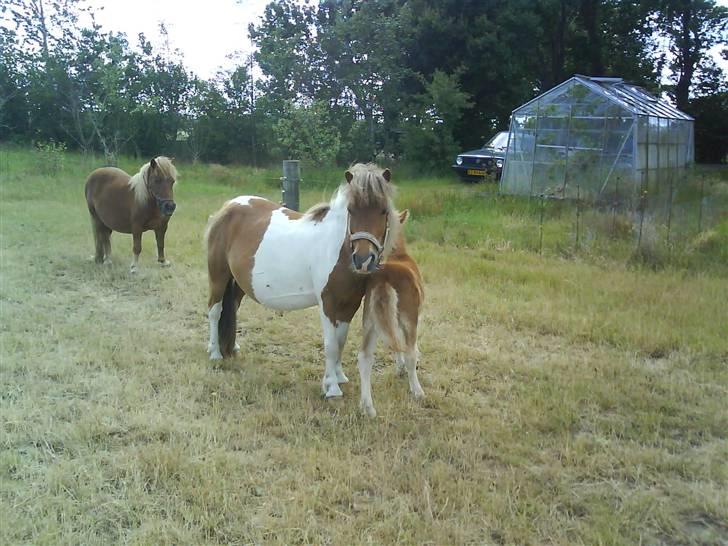 Shetlænder Sussi *SOLGT* billede 8