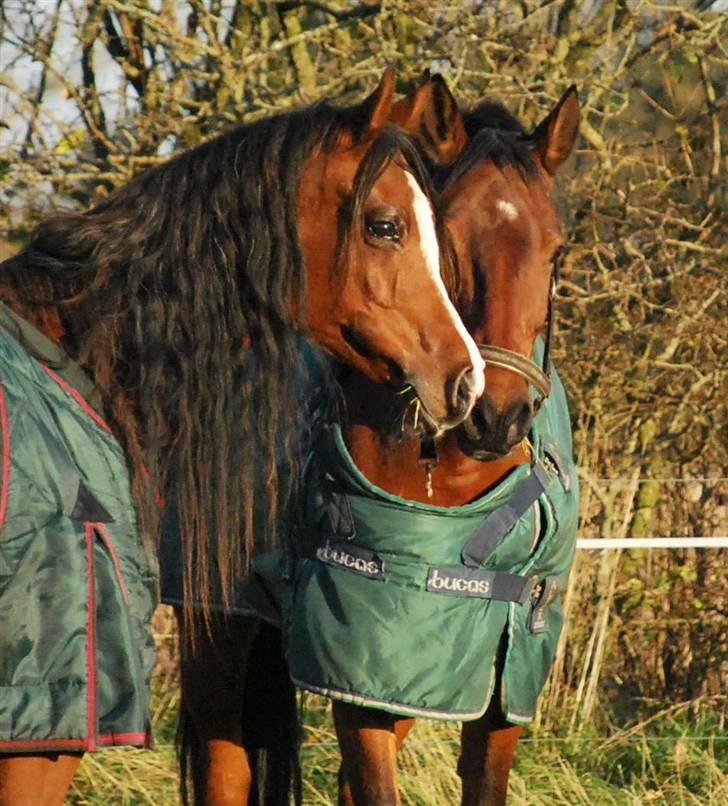 Arabisk fuldblod (OX) Cereniza billede 8