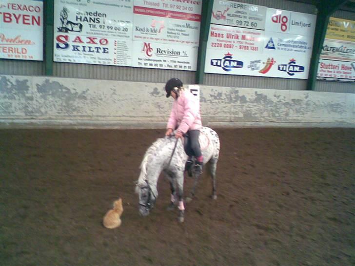 Knabstrupper pippi<33R.I.P. MY ANGEL<3 billede 2