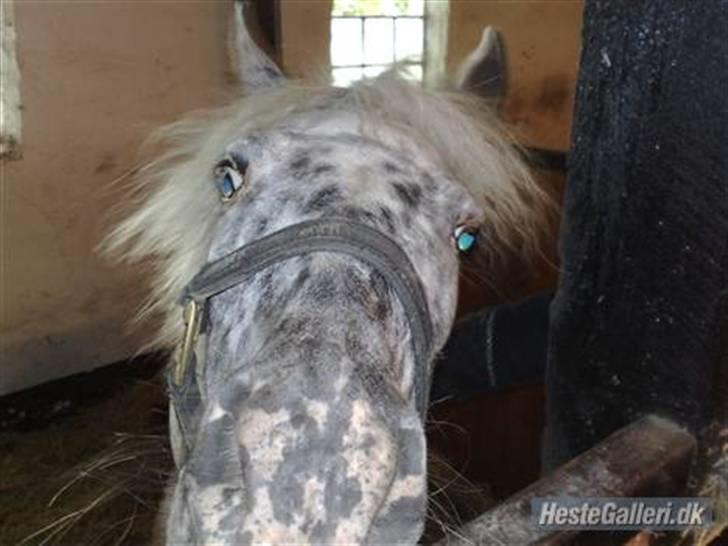 Knabstrupper pippi<33R.I.P. MY ANGEL<3 billede 5