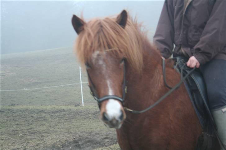 Islænder Jófrid fra GL.essenrup. billede 18