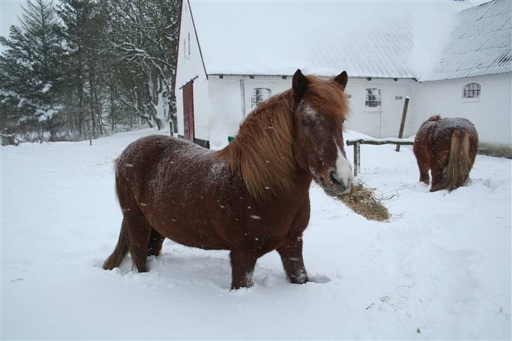 Islænder Jófrid fra GL.essenrup. billede 19