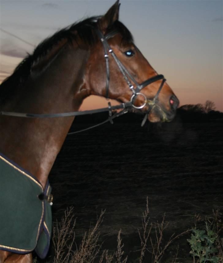 Dansk Varmblod Hugobell  billede 1