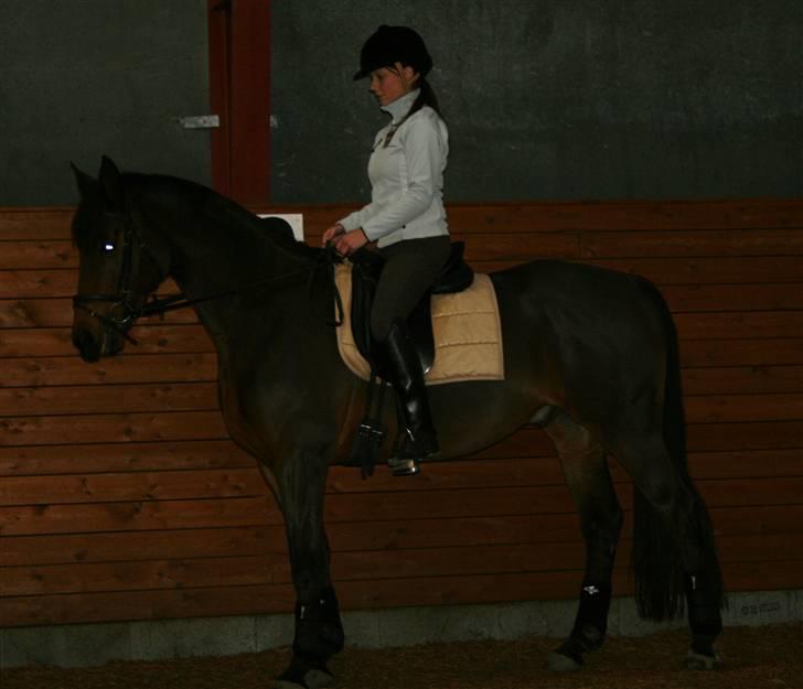 Dansk Varmblod Hugobell  billede 2