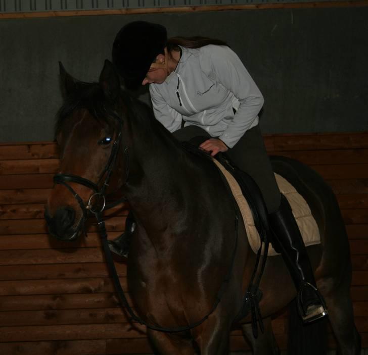 Dansk Varmblod Hugobell  billede 3