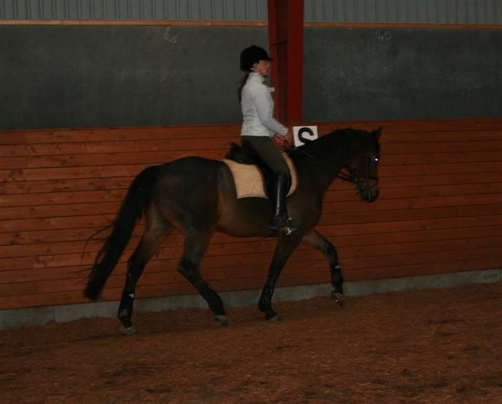 Dansk Varmblod Hugobell  billede 4