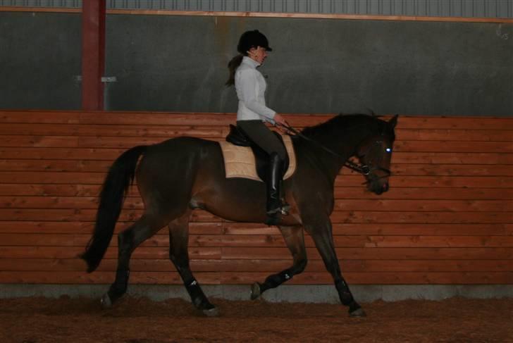 Dansk Varmblod Hugobell  billede 6