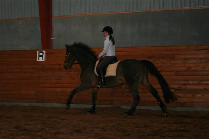 Dansk Varmblod Hugobell  billede 7