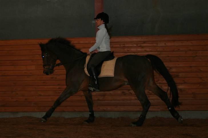 Dansk Varmblod Hugobell  billede 8