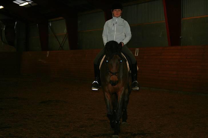 Dansk Varmblod Hugobell  billede 9