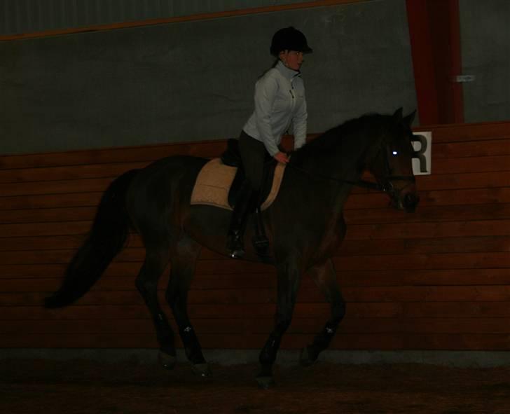 Dansk Varmblod Hugobell  billede 10