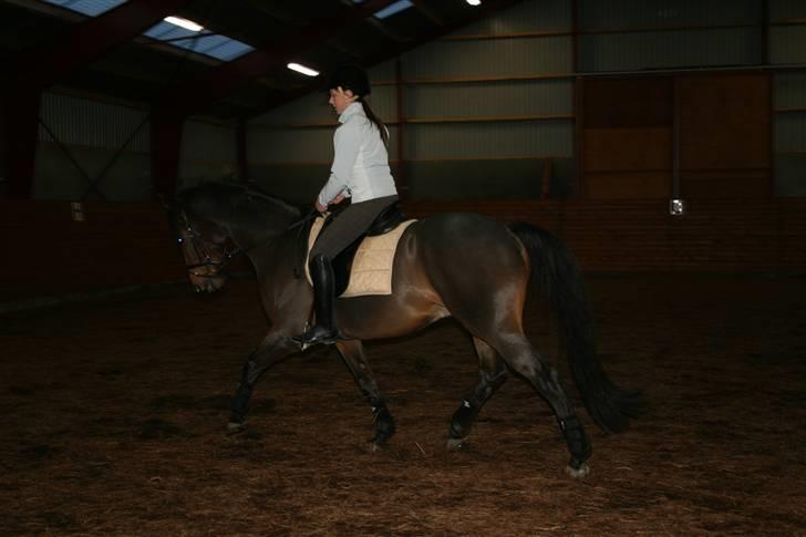 Dansk Varmblod Hugobell  billede 11