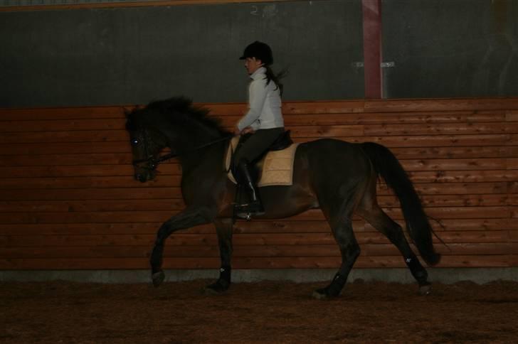 Dansk Varmblod Hugobell  billede 12