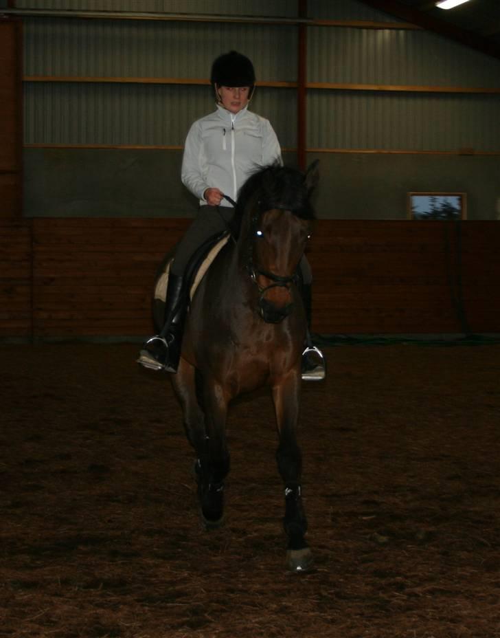 Dansk Varmblod Hugobell  billede 13