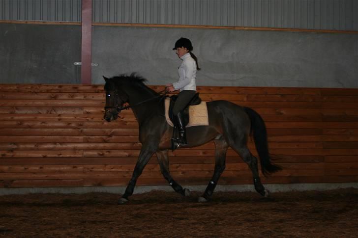 Dansk Varmblod Hugobell  billede 14