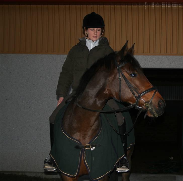 Dansk Varmblod Hugobell  billede 15