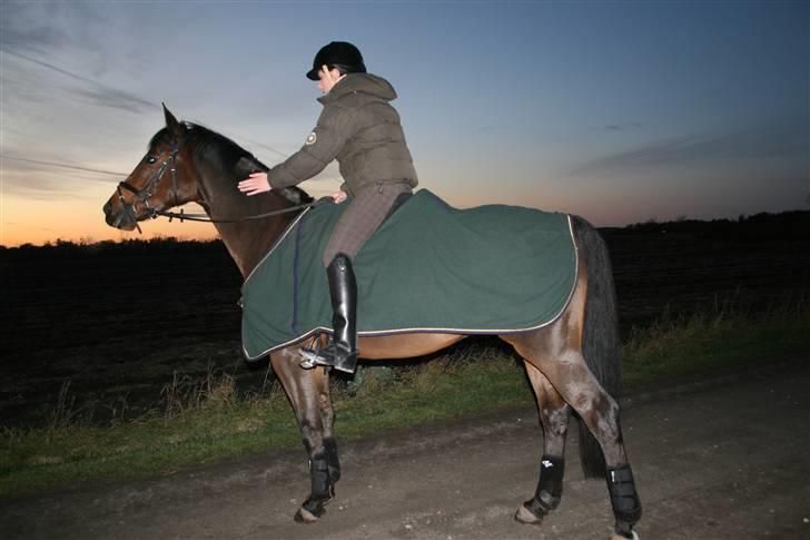 Dansk Varmblod Hugobell  billede 16