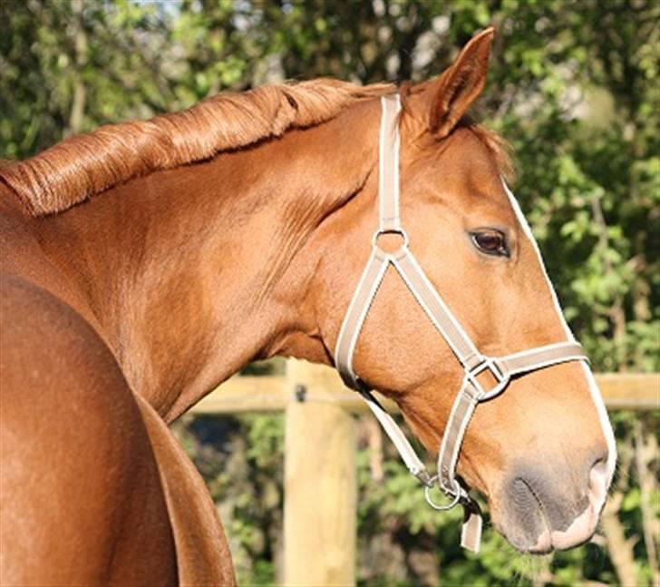 Anden særlig race Kosak *Pony* - Velkommen til Pony´s profil. Smid gerne en kommentar og en bedømmelse :) billede 1