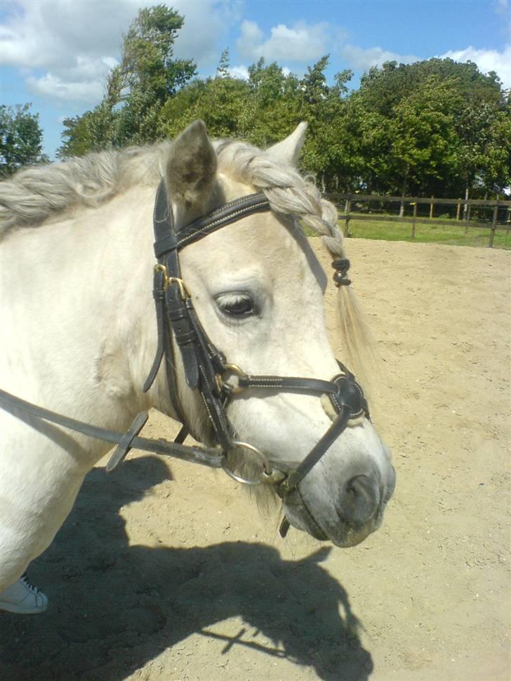 Shetlænder Pio billede 1