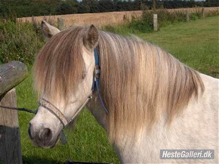 Shetlænder Pio billede 2