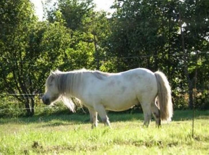 Shetlænder Pio billede 3