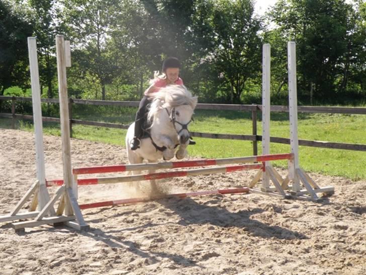 Shetlænder Pio billede 4