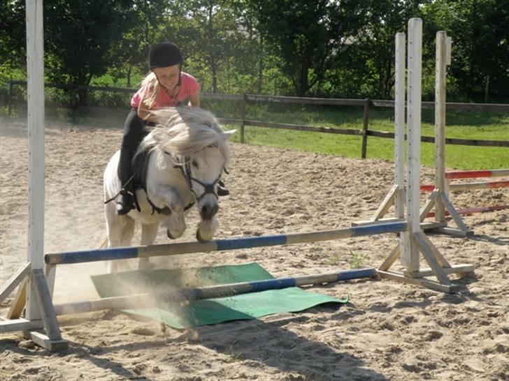 Shetlænder Pio billede 5