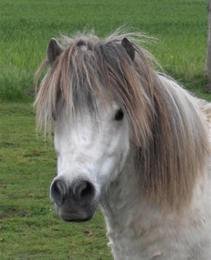 Shetlænder Pio billede 6