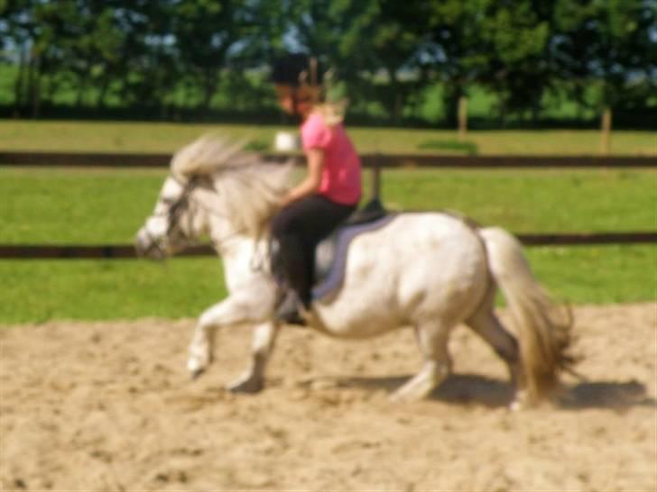 Shetlænder Pio billede 7