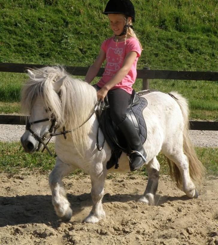 Shetlænder Pio - Engel;p billede 8