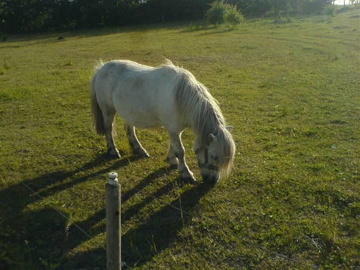 Shetlænder Pio - Jeg synes bare han er så smuk her<3 billede 9