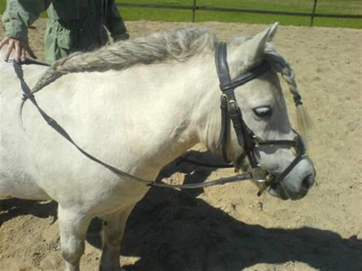 Shetlænder Pio - Han er så kær xD billede 10