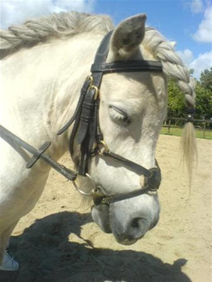 Shetlænder Pio billede 11