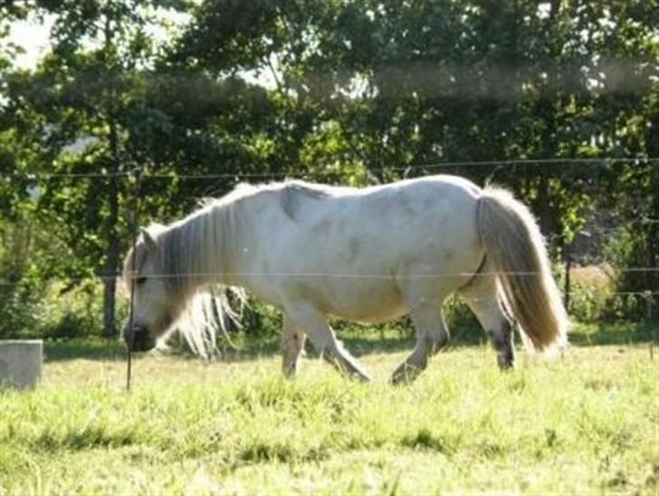 Shetlænder Pio - verdens smukkeste bettepony;i<3 billede 12