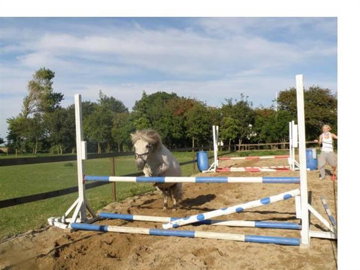 Shetlænder Pio billede 13