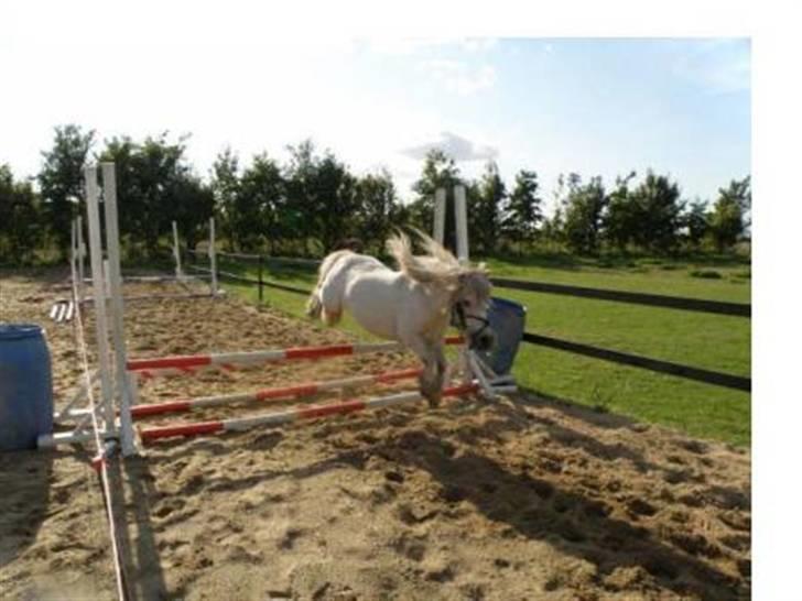 Shetlænder Pio billede 14