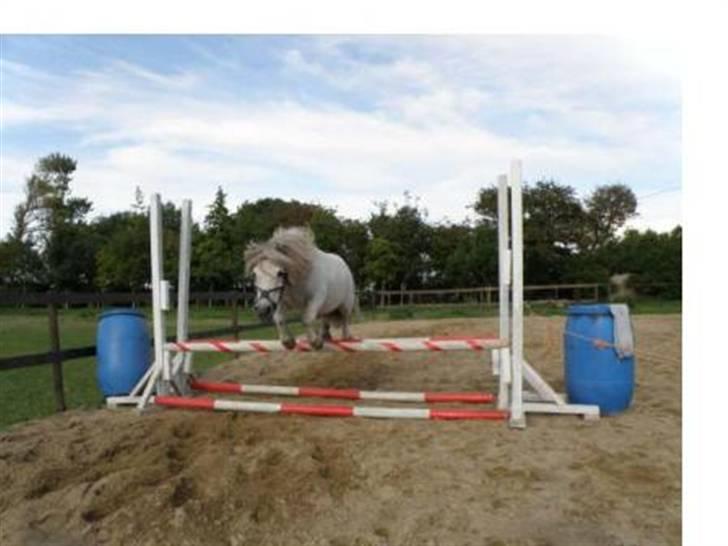 Shetlænder Pio billede 15